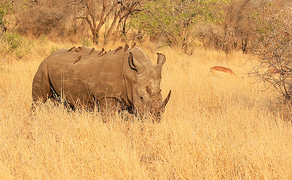 White rhino