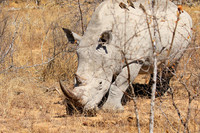 White rhino
