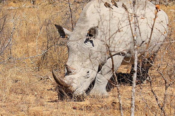 White rhino