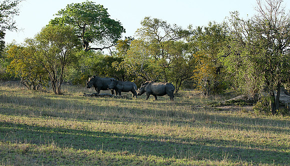 At Mala Mala game reserve