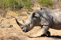 White rhino