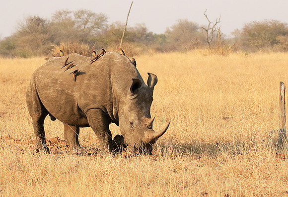 White rhino