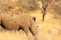 White rhino