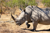 White rhino