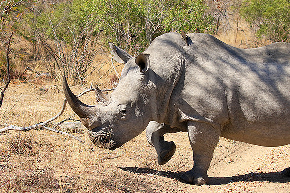 White rhino