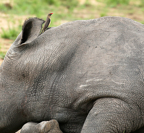 At Mala Mala game reserve