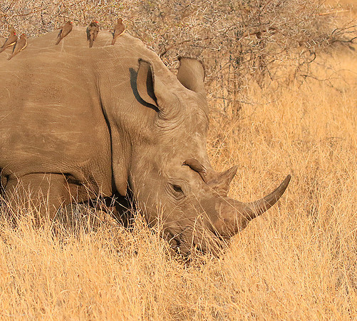 White rhino
