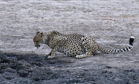 Hwange National Park