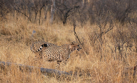 Hwange National Park
