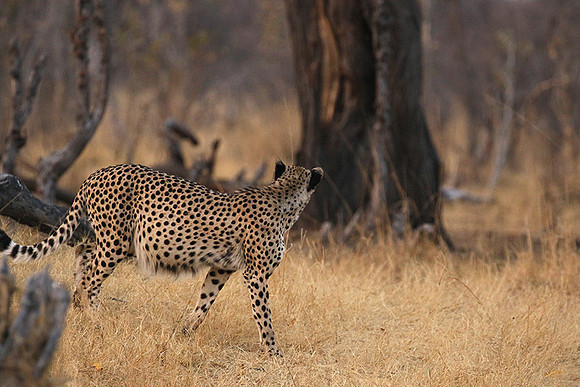 Hwange National Park