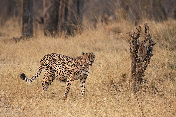 Hwange National Park