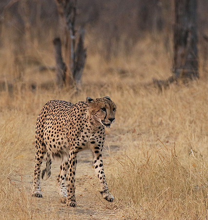 Hwange NP