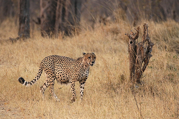 Hwange NP