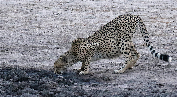 Hwange National Park