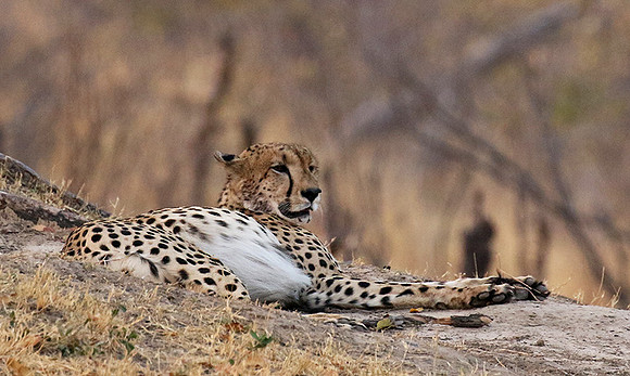 Hwange National Park