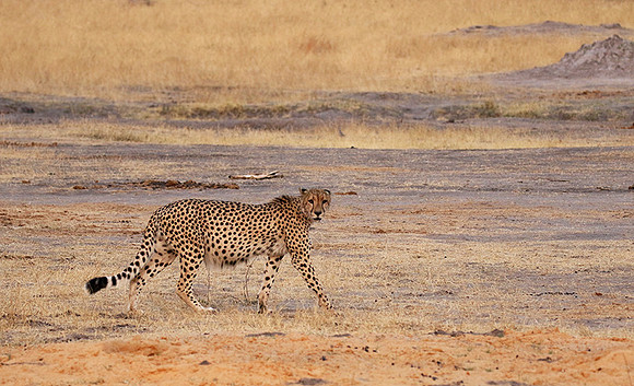 Hwange National Park