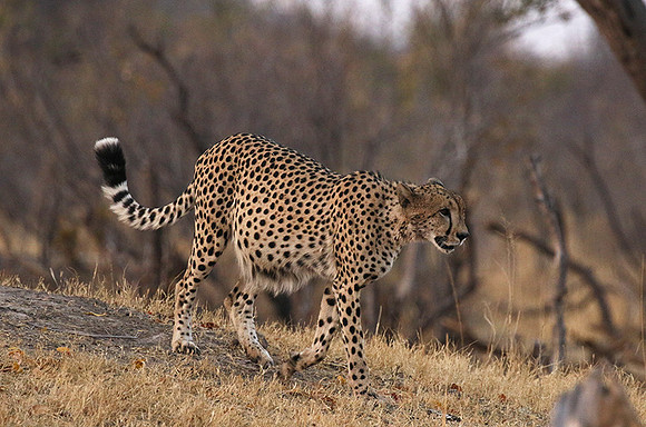 Hwange NP