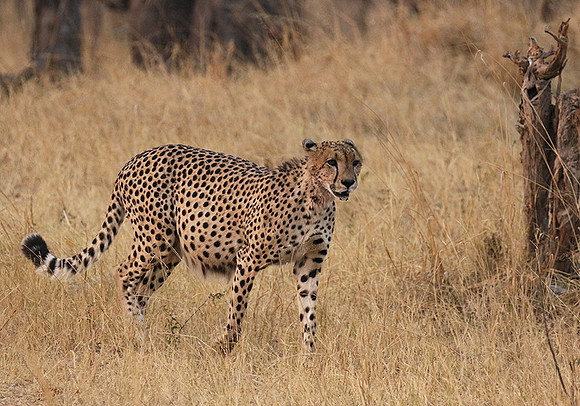 Hwange NP