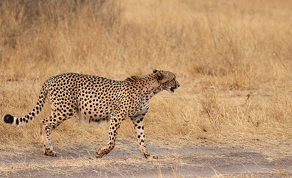 Hwange National Park