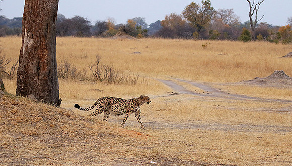Hwange National Park