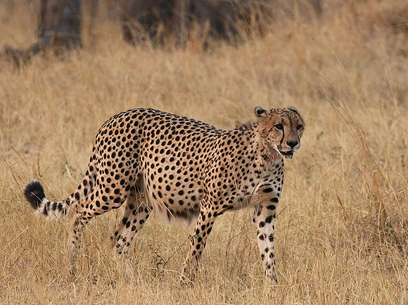 Hwange NP