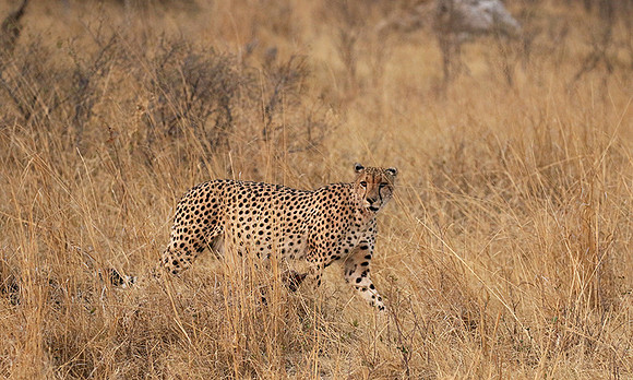 Hwange National Park