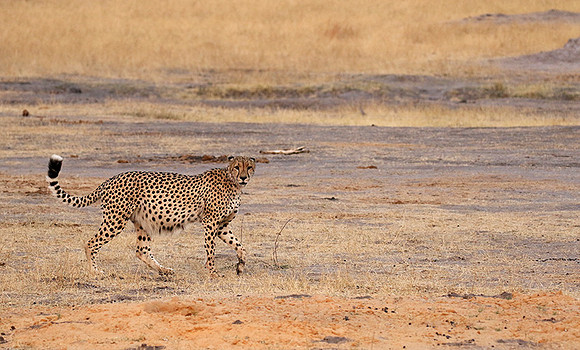 Hwange National Park