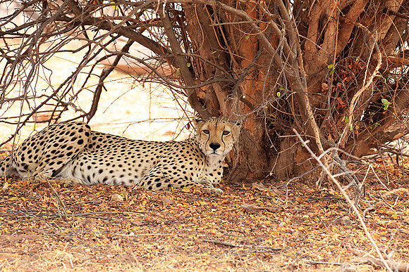 Matusadona National Park