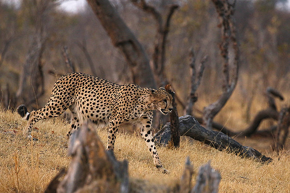 Hwange National Park