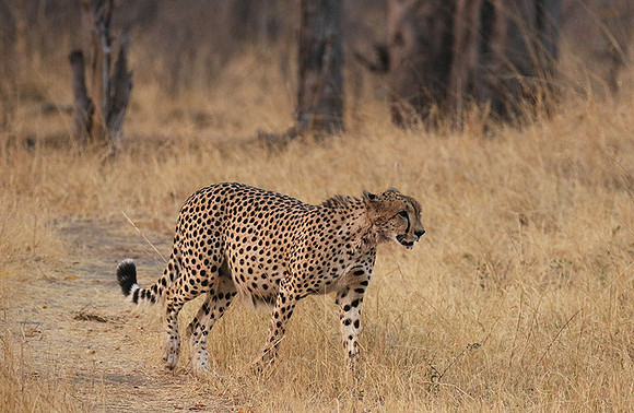 Hwange NP
