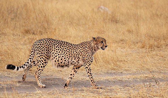Hwange National Park