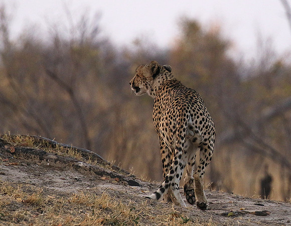 Hwange National Park