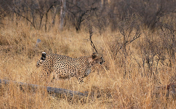 Hwange National Park