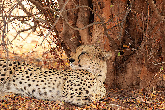 Matusadona National Park