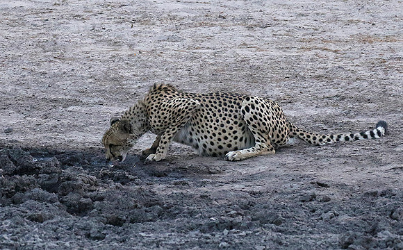 Hwange National Park
