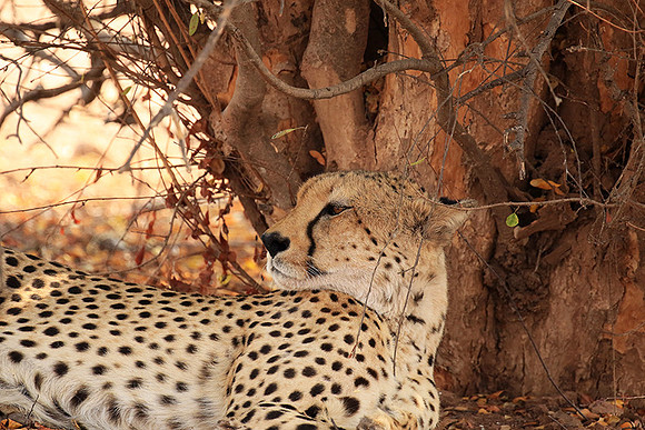 Matusadona National Park