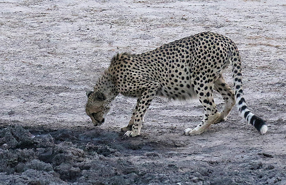 Hwange National Park
