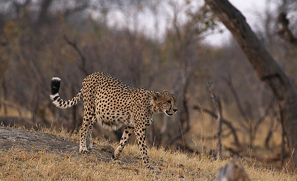 Hwange National Park
