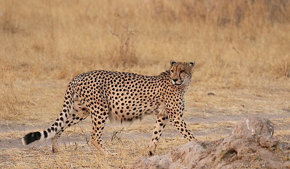 Hwange National Park