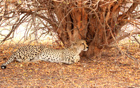 Matusadona National Park