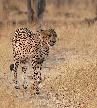 Hwange National Park