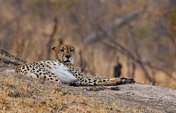 Hwange National Park