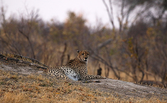Hwange National Park