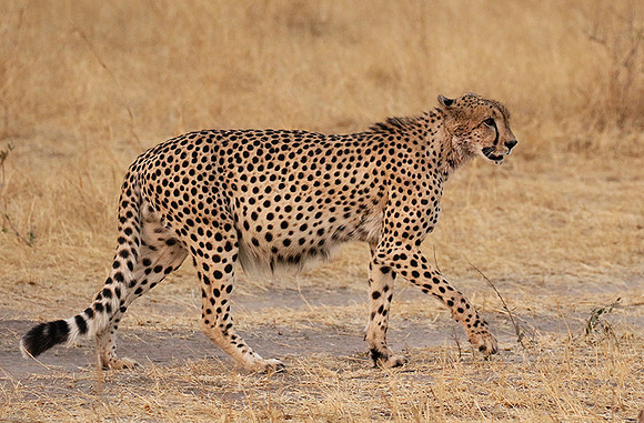 Hwange National Park