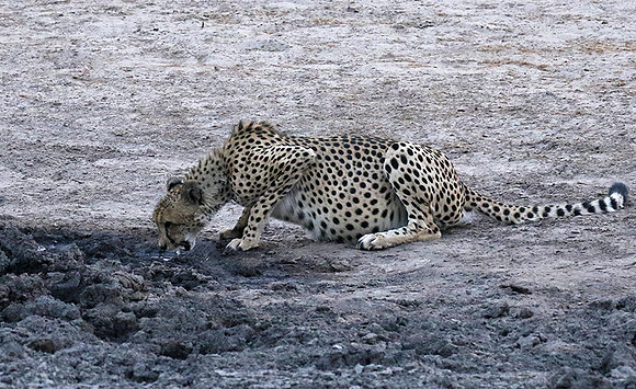 Hwange National Park