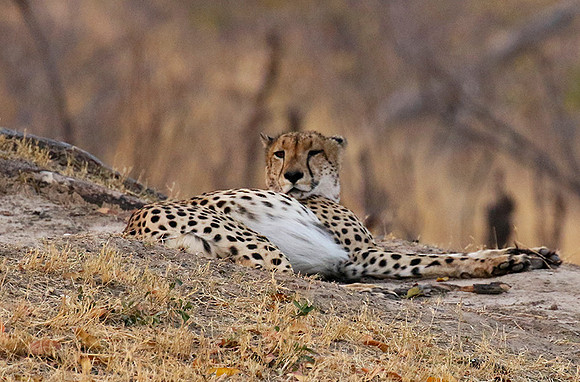 Hwange National Park