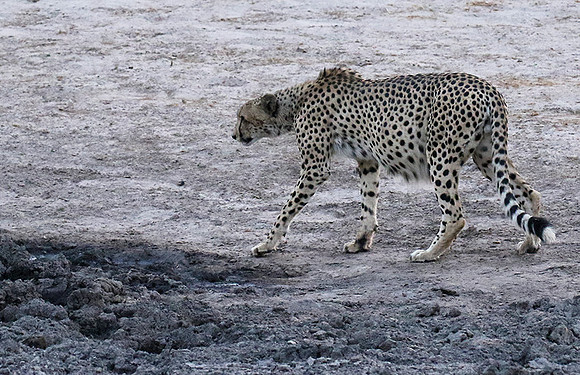 Hwange National Park