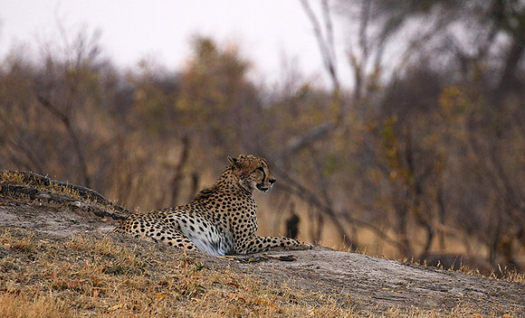 Hwange National Park