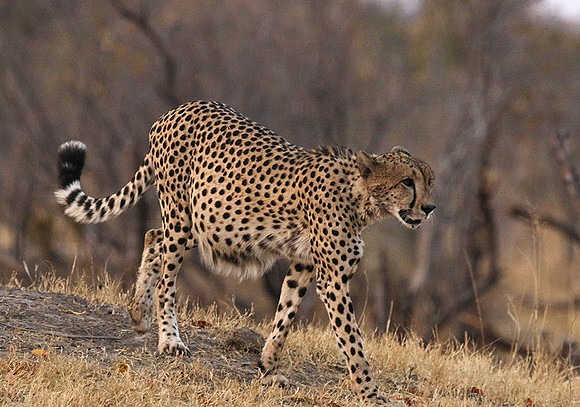 Hwange National Park