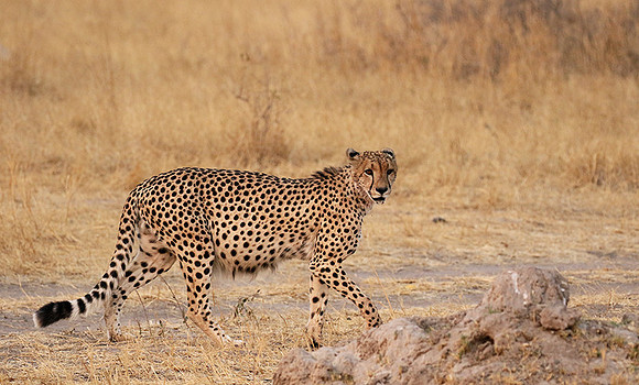 Hwange National Park